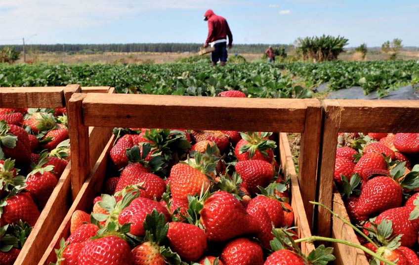 Região tem cerca de 250 produtores, enquadrados na agricultura familiar